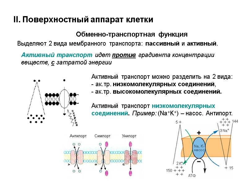 II. Поверхностный аппарат клетки Обменно-транспортная функция Выделяют 2 вида мембранного транспорта: пассивный и активный.